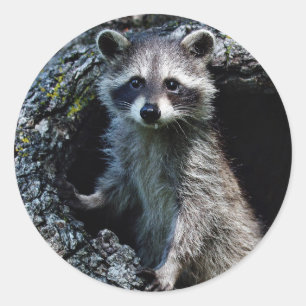Adesivo Redondo Young Raccoon