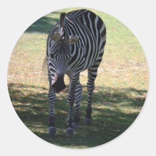Adesivo Redondo Zebra