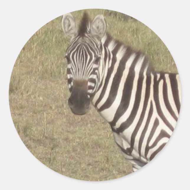 Adesivo Redondo Zebra africana (Frente)