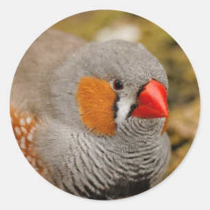 Adesivo Redondo Zebra Finch nas Rochas