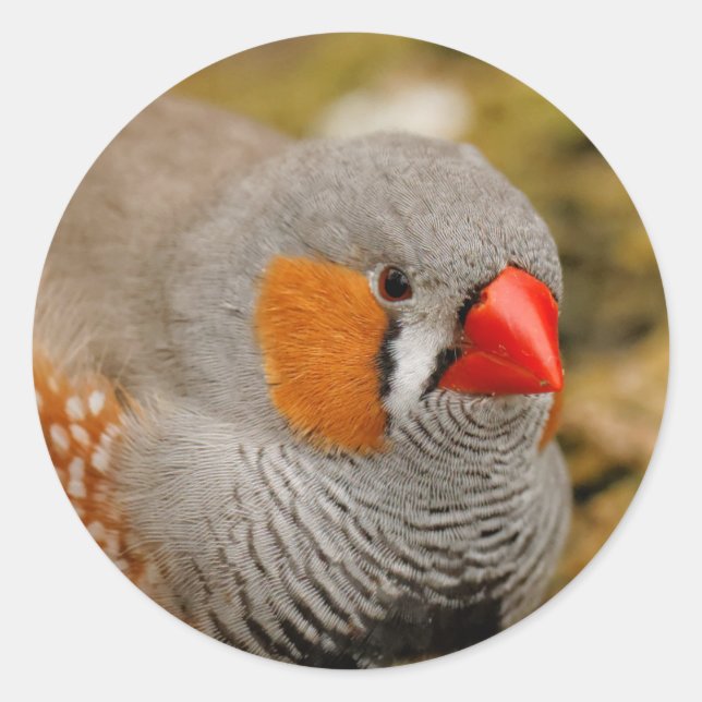 Adesivo Redondo Zebra Finch nas Rochas (Frente)
