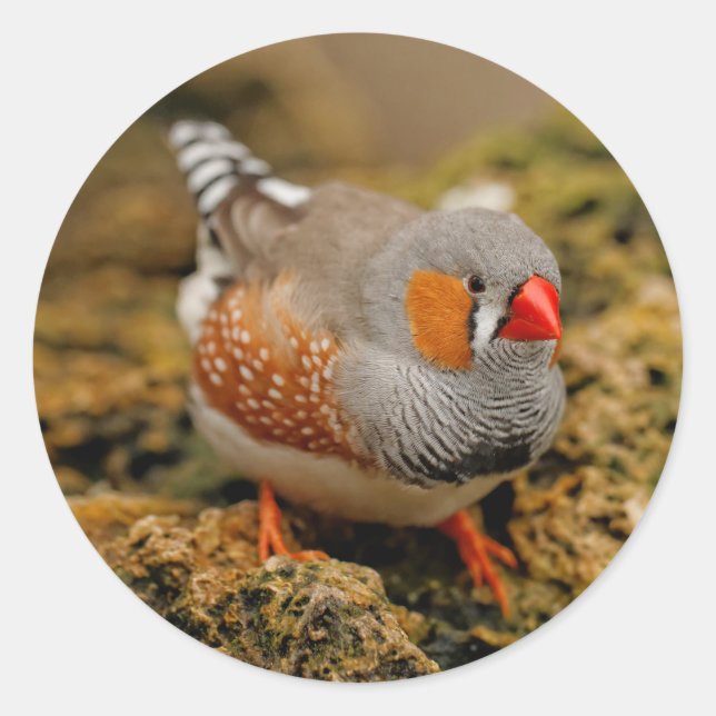 Adesivo Redondo Zebra Finch nas Rochas (Frente)