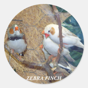 ADESIVO REDONDO ZEBRA FINCH STICKERS