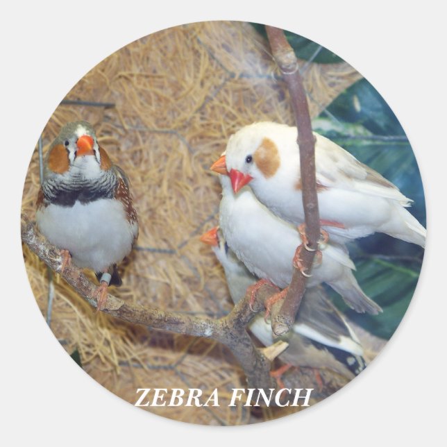 ADESIVO REDONDO ZEBRA FINCH STICKERS (Frente)