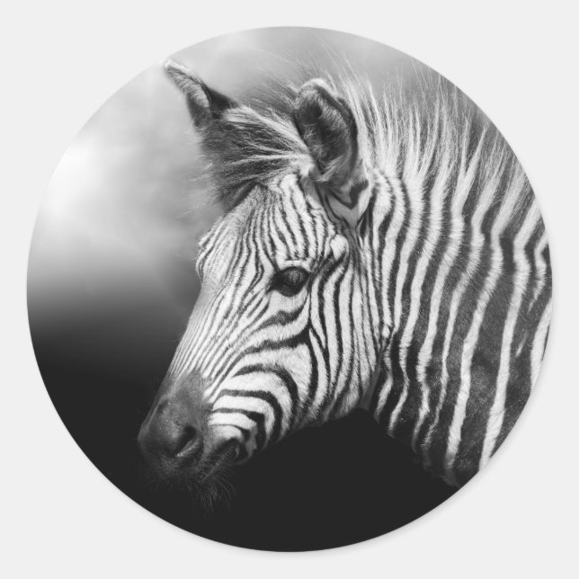 Adesivo Redondo Zebra Foal Poster (Frente)