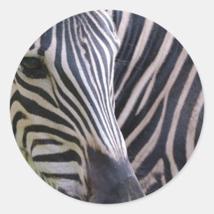 Adesivo Redondo Zebra Sticker