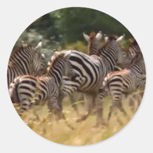 Adesivo Redondo Zebras em Movimento: Uma Viagem de Mil Milhas