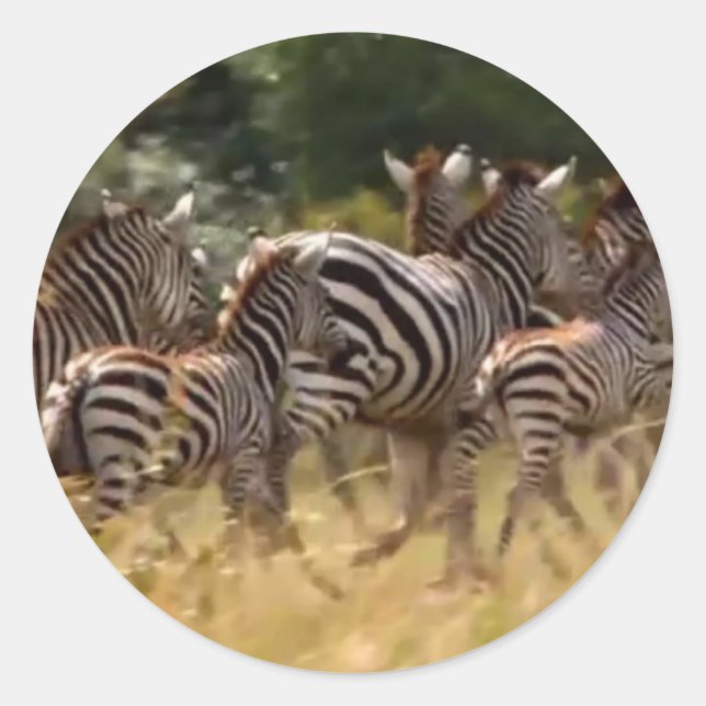 Adesivo Redondo Zebras em Movimento: Uma Viagem de Mil Milhas (Frente)