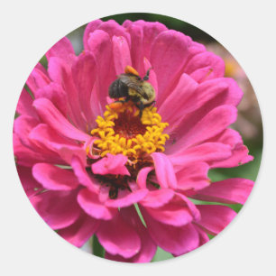 Adesivo Redondo Zínia Rosa e Abelha Bumble