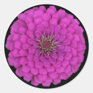 Adesivo Redondo Zinnia