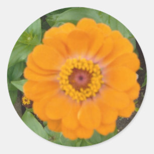 Adesivo Redondo Zinnia alaranjado