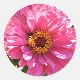 Adesivo Redondo Zinnia Rosa