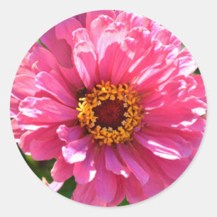 Adesivo Redondo Zinnia Rosa