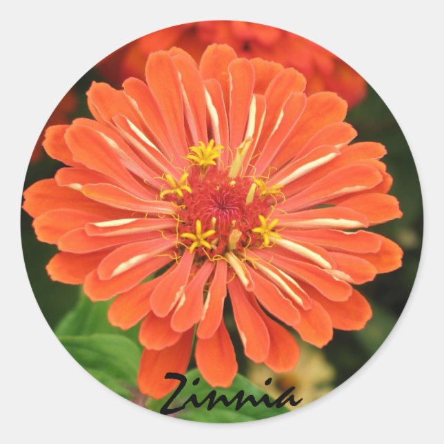 Adesivo Redondo Zinnia Sticker (Frente)