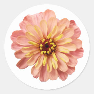 Adesivo Redondo Zinnias Floral Flor Natureza Fotografia
