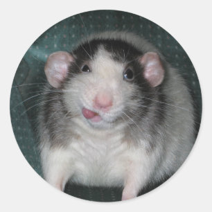 Adesivo Redondo Zorro