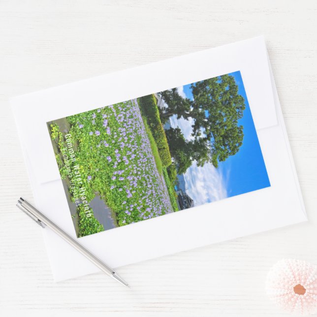 ADESIVO RETANGULAR ホテイアオイ (Envelope)