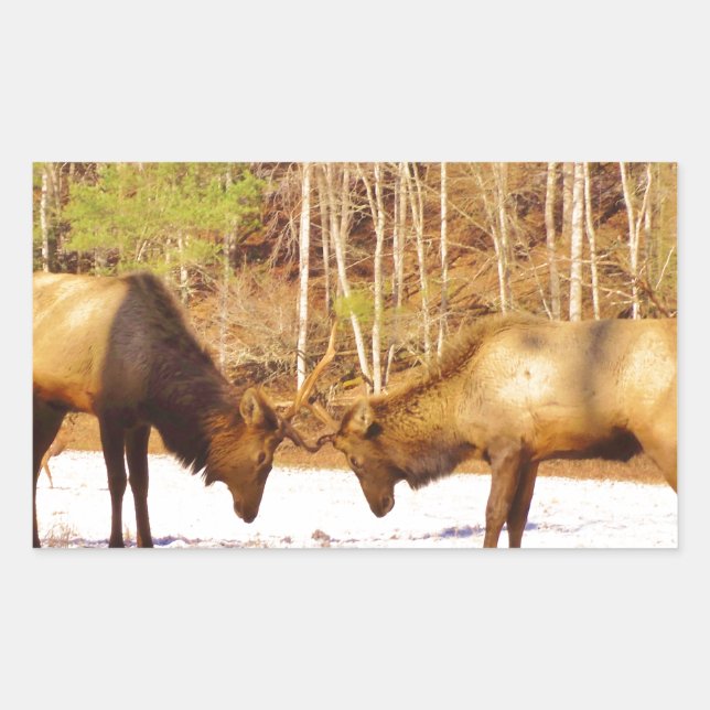 Adesivo Retangular 2~ 2 Bull Elk na neve (Frente)