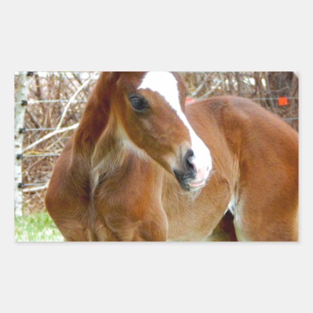 ADESIVO RETANGULAR 2BOM CAVALO DE FOLHA DE BEBÊ PONY (Frente)