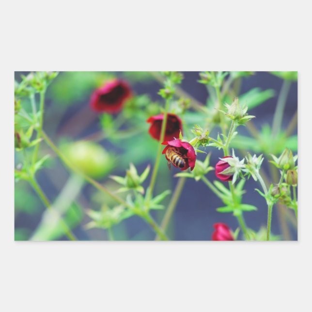Adesivo Retangular A Abelha Com Flor Vermelho (Frente)