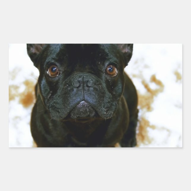 Adesivo Retangular Adorável Bulldog Francês Puppy! (Frente)