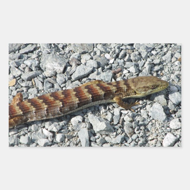 Adesivo Retangular Alligator Lizard Stickers (Frente)