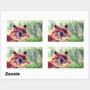 Adesivo Retangular Alpaca Stickers