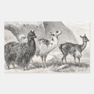 Adesivo Retangular Alpacas dos lamas do modelo da alpaca do lama do