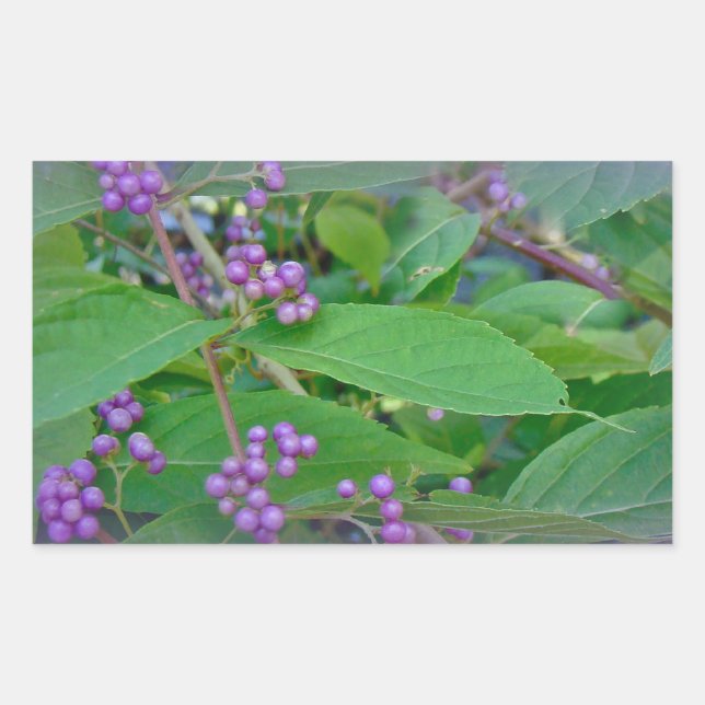 Adesivo Retangular Amarela Americana (americana Callicarpa) (Frente)