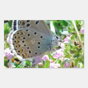 Adesivo Retangular Amarelo Azul com Borboleta Preta em Flores