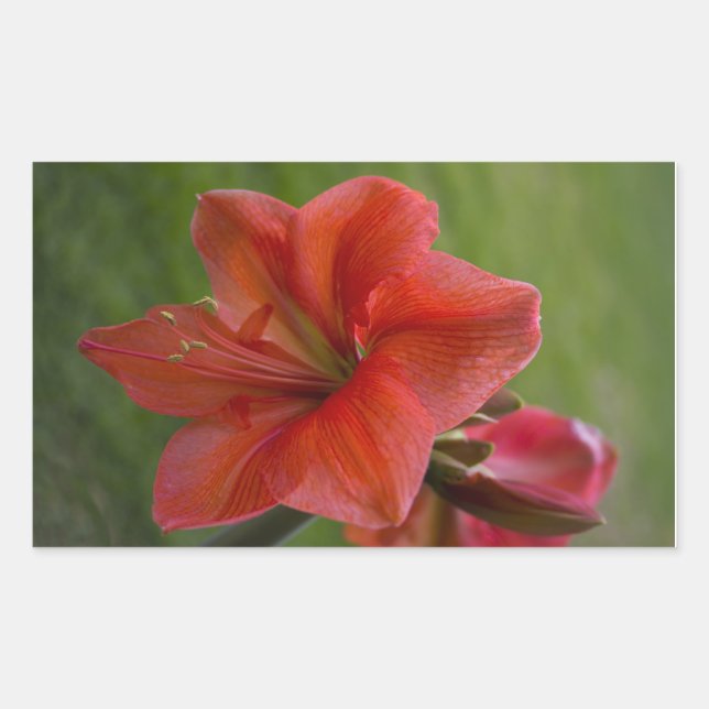 Adesivo Retangular Amaryllis (Frente)