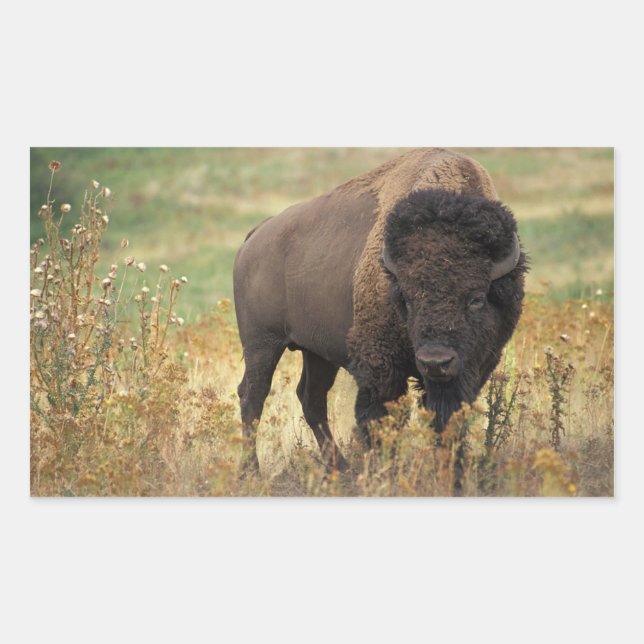 Adesivo Retangular American Bison Stickers (Frente)