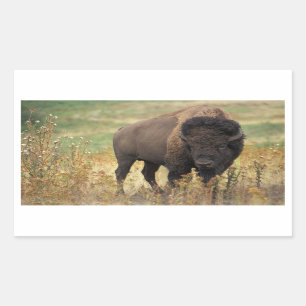 Adesivo Retangular American Bison Stickers