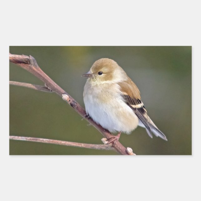 Adesivo Retangular American Goldfinch (Frente)