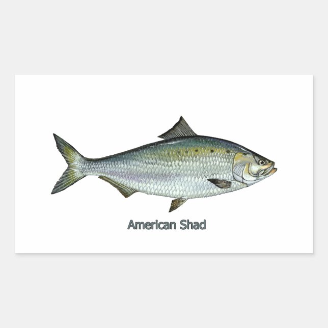 Adesivo Retangular American Shad (Frente)