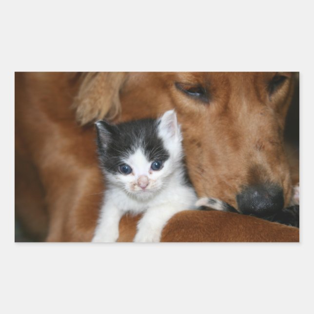 Adesivo Retangular Amor de papoila (Frente)