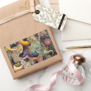 Adesivo Retangular Anêmonas-do-Mar, Actiniae Antiga por Ernst Haeckel