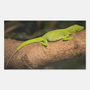 Adesivo Retangular Anole gigante jamaicana
