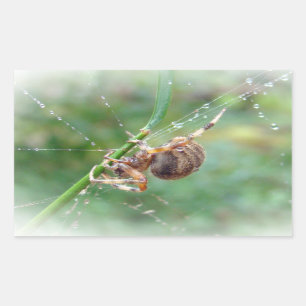 Adesivo Retangular Araneus - aranha do tecelão da esfera