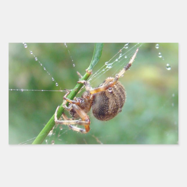 Adesivo Retangular Araneus - Orb Weaver Spider (Frente)