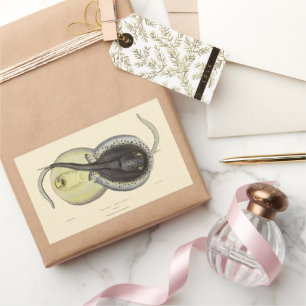 Adesivo Retangular Arraias-lixas manchadas vintage, animais marinhos