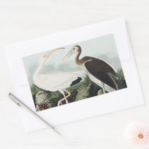 Adesivo Retangular Arte da Natureza do Íbis Branco Vintage Audubon