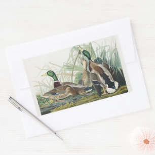 Adesivo Retangular Arte de vida selvagem do pato-real de Audubon Vint