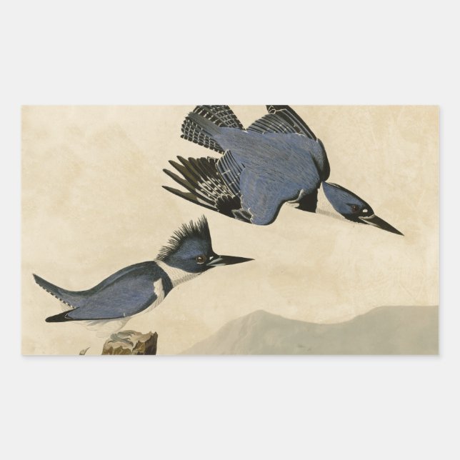 Adesivo Retangular Audubon Belfisher Kingfisher Wildlife Bird (Frente)