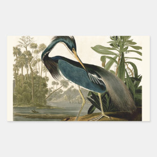 Adesivo Retangular Audubon Louisiana Heron Birds América Art