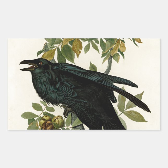 Adesivo Retangular Audubon Raven Bird Classic Trabalho de arte (Frente)