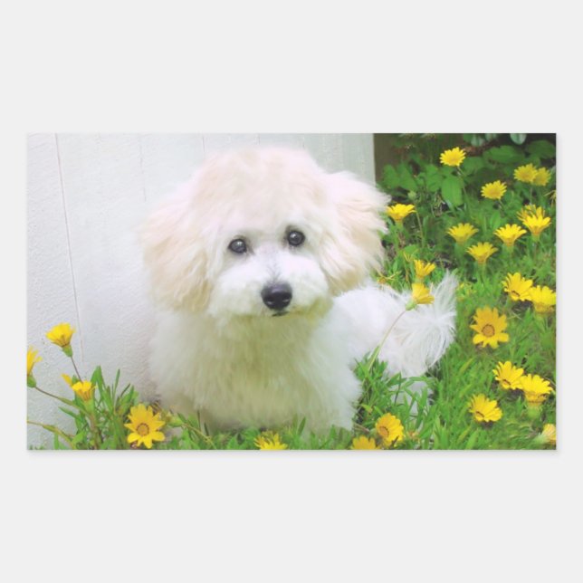 Adesivo Retangular Autocolantes de fotos (Frente)