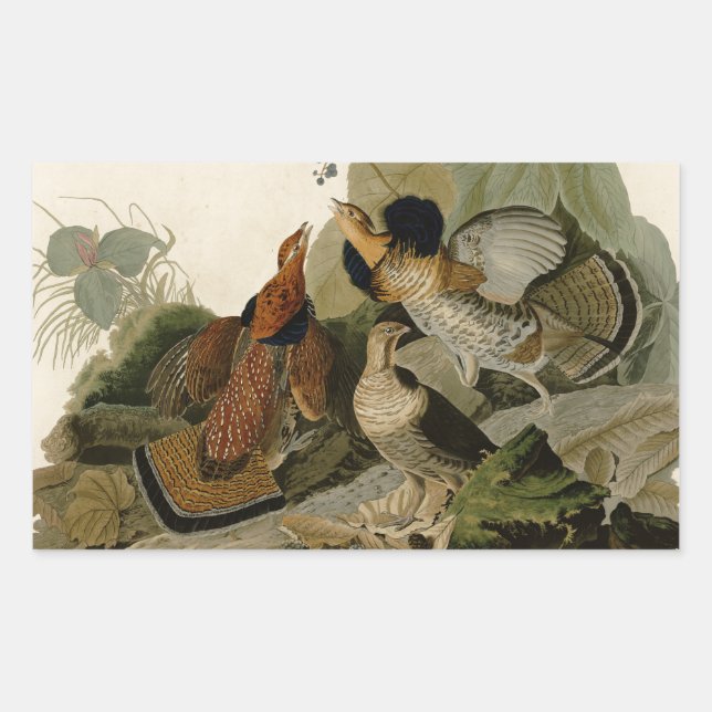 Adesivo Retangular Ave de Jogo de Audubon do Agrupamento Rachado (Frente)
