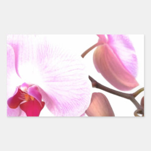 Adesivo Retangular Aziza Orchid Blossoms