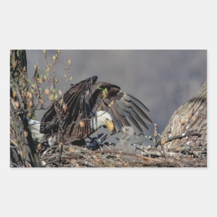 Adesivo Retangular Bald Eagle com seu bebê